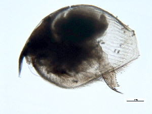  (Pleuroxus - 10BBPLANK-0155)  @14 [ ] CreativeCommons - Attribution (2010) CBG Photography Group Centre for Biodiversity Genomics