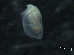  (Simocephalus mixtus - 09BBCRU-0172)  @13 [ ] CreativeCommons - Attribution (2010) CBG Photography Group Centre for Biodiversity Genomics