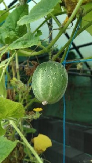  (Cucumis sativus - IC248349_Csat)  @11 [ ] by-nc (2022) Kiran A G Kerala Agricultural University