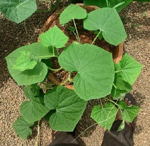  ( - IC248349_Csat)  @11 [ ] by-nc (2022) Kiran A G Kerala Agricultural University