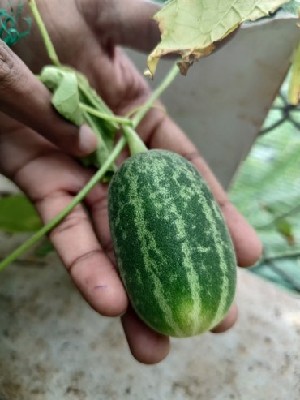  ( - IC618083_Csat)  @11 [ ] by-nc (2022) Kiran A G Kerala Agricultural University