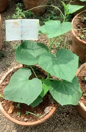  (Cucumis sativus - IC618083_Csat)  @11 [ ] by-nc (2022) Kiran A G Kerala Agricultural University