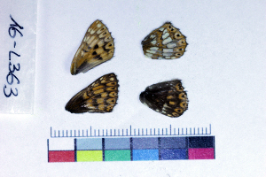  ( - RVcoll16L363)  @12 [ ] Copyright (2019) Roger Vila Institut de Biologia Evolutiva (CSIC-UPF)