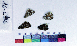  ( - RVcoll16L416)  @12 [ ] Copyright (2019) Roger Vila Institut de Biologia Evolutiva (CSIC-UPF)
