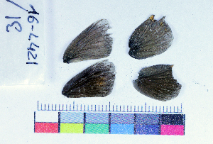 ( - RVcoll16L421)  @12 [ ] Copyright (2019) Roger Vila Institut de Biologia Evolutiva (CSIC-UPF)
