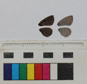  ( - RVcoll17B665)  @11 [ ] CreativeCommons - Attribution Share-Alike (2018) Unspecified Institut de Biologia Evolutiva (CSIC-UPF), Butterfly Diversity and Evolution Lab