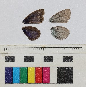  ( - RVcoll17B859)  @11 [ ] CreativeCommons - Attribution Share-Alike (2018) Unspecified Institut de Biologia Evolutiva (CSIC-UPF), Butterfly Diversity and Evolution Lab