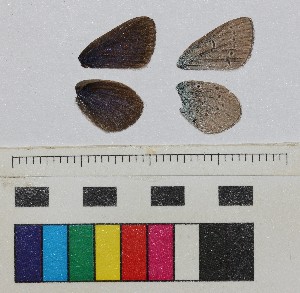  ( - RVcoll17B860)  @11 [ ] CreativeCommons - Attribution Share-Alike (2018) Unspecified Institut de Biologia Evolutiva (CSIC-UPF), Butterfly Diversity and Evolution Lab