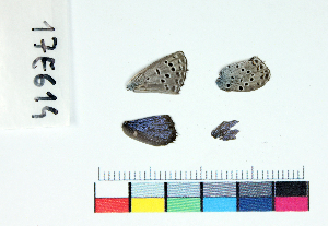  ( - RVcoll17E614)  @11 [ ] Copyright (2019) Roger Vila Institut de Biologia Evolutiva (CSIC-UPF)
