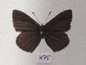  (Polyommatus orphicus - RVcoll18D275)  @11 [ ] CreativeCommons  Attribution (by) (2019) Laurian Parmentier Institut de Biologia Evolutiva