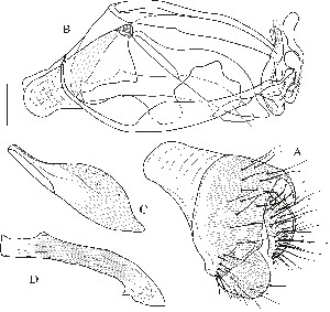  ( - DIP121982)  @12 [ ] Copyright (2012) Hong-Wei Chen South China Agricultural University, Department of Entomology