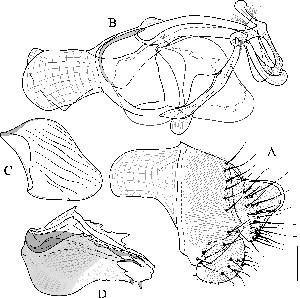  ( - DIP122930)  @12 [ ] Copyright (2013) Hong-Wei Chen South China Agricultural University, Department of Entomology