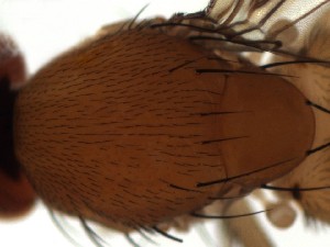  ( - DIP122925)  @12 [ ] Copyright (2013) Hong-Wei Chen South China Agricultural University, Department of Entomology