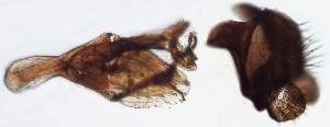  ( - DIP122925)  @12 [ ] Copyright (2013) Hong-Wei Chen South China Agricultural University, Department of Entomology