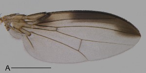  (Leucophenga neointerrupta - DIP122924)  @13 [ ] Copyright (2013) Hong-Wei Chen South China Agricultural University, Department of Entomology