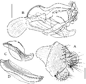  (Leucophenga bifurcata - DIP122928)  @13 [ ] Copyright (2013) Hong-Wei Chen South China Agricultural University, Department of Entomology