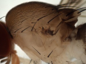  (Leucophenga kurahashii - DIP123238)  @12 [ ] Copyright (2013) Hong-Wei Chen South China Agricultural University, Department of Entomology