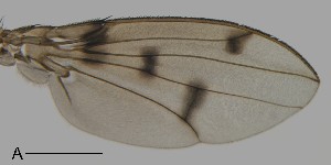  ( - DIP123115)  @12 [ ] Copyright (2013) Hong-Wei Chen South China Agricultural University, Department of Entomology