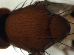  ( - DIP123115)  @12 [ ] Copyright (2013) Hong-Wei Chen South China Agricultural University, Department of Entomology
