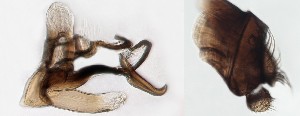  ( - DIP123115)  @12 [ ] Copyright (2013) Hong-Wei Chen South China Agricultural University, Department of Entomology