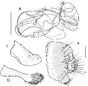  (Leucophenga nigrinervis - DIP123057)  @13 [ ] Copyright (2013) Hong-Wei Chen South China Agricultural University, Department of Entomology