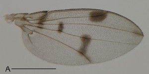  (Leucophenga albiterga - DIP123136)  @13 [ ] Copyright (2013) Hong-Wei Chen South China Agricultural University, Department of Entomology