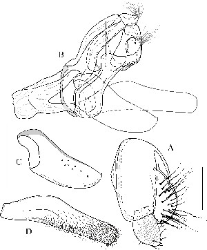  ( - DIP123136)  @12 [ ] Copyright (2013) Hong-Wei Chen South China Agricultural University, Department of Entomology