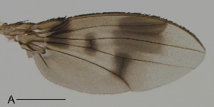  (Leucophenga acutifoliacea - DIP123135)  @12 [ ] Copyright (2013) Hong-Wei Chen South China Agricultural University, Department of Entomology