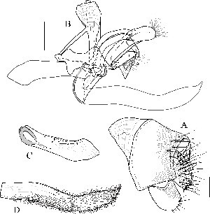  ( - DIP123135)  @12 [ ] Copyright (2013) Hong-Wei Chen South China Agricultural University, Department of Entomology