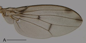  (Leucophenga atrinervis - DIP122952)  @12 [ ] Copyright (2013) Hong-Wei Chen South China Agricultural University, Department of Entomology