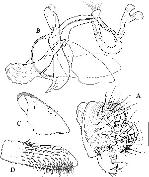  (Leucophenga trivittata - DIP123133)  @13 [ ] Copyright (2013) Hong-Wei Chen South China Agricultural University, Department of Entomology