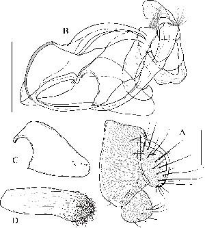  ( - DIP123160)  @12 [ ] Copyright (2013) Hong-Wei Chen South China Agricultural University, Department of Entomology