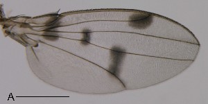  (Leucophenga sinupenis - DIP123198)  @12 [ ] Copyright (2013) Hong-Wei Chen South China Agricultural University, Department of Entomology