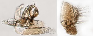  ( - DIP123201)  @12 [ ] Copyright (2013) Hong-Wei Chen South China Agricultural University, Department of Entomology