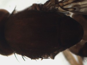  (Leucophenga digmasoma - DIP123041)  @12 [ ] Copyright (2013) Hong-Wei Chen South China Agricultural University, Department of Entomology