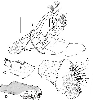  ( - DIP123167)  @12 [ ] Copyright (2013) Hong-Wei Chen South China Agricultural University, Department of Entomology