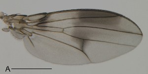 ( - DIP123236)  @12 [ ] Copyright (2013) Hong-Wei Chen South China Agricultural University, Department of Entomology