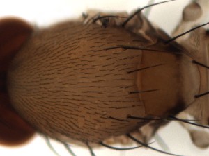  ( - DIP123239)  @12 [ ] Copyright (2013) Hong-Wei Chen South China Agricultural University, Department of Entomology