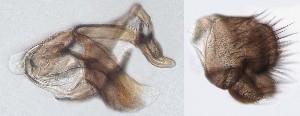  ( - DIP123239)  @12 [ ] Copyright (2013) Hong-Wei Chen South China Agricultural University, Department of Entomology