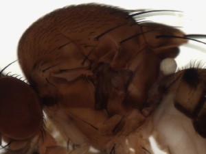  ( - DIP123223)  @12 [ ] Copyright (2013) Hong-Wei Chen South China Agricultural University, Department of Entomology
