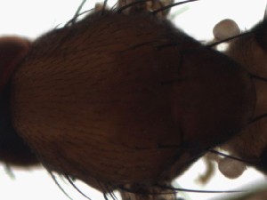  ( - DIP123223)  @12 [ ] Copyright (2013) Hong-Wei Chen South China Agricultural University, Department of Entomology