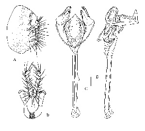  (Pararhinoleucophenga amnicola - DIP124318)  @11 [ ] Copyright (2014) Hong-Wei Chen South China Agricultural University,Department of Entomology