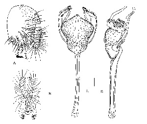  (Pararhinoleucophenga sylvatica - DIP124319)  @11 [ ] Copyright (2014) Hong-Wei Chen South China Agricultural University,Department of Entomology