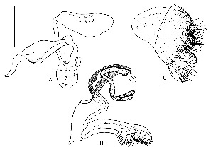  (Leucophenga latifoliacea - DIP125955)  @11 [ ] Copyright (2014) Hong-Wei Chen South China Agricultural University, Department of Entomology