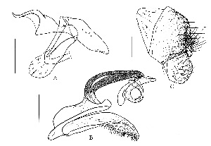  (Leucophenga leguminosa - DIP126073)  @11 [ ] Copyright (2014) Hong-Wei Chen South China Agricultural University, Department of Entomology