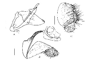  (Leucophenga actinia - DIP125758)  @11 [ ] Copyright (2014) Hong-Wei Chen South China Agricultural University, Department of Entomology