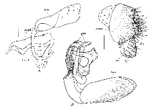  (Leucophenga albiceps - DIP125003)  @11 [ ] Copyright (2014) Hong-Wei Chen South China Agricultural University, Department of Entomology