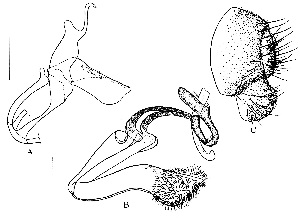  (Leucophenga concilia - DIP125068)  @11 [ ] Copyright (2014) Hong-Wei Chen South China Agricultural University, Department of Entomology