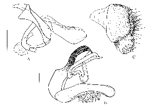  (Leucophenga bacidia - DIP125779)  @11 [ ] Copyright (2014) Hong-Wei Chen South China Agricultural University, Department of Entomology