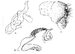  (Leucophenga confuens - DIP125208)  @11 [ ] Copyright (2014) Hong-Wei Chen South China Agricultural University, Department of Entomology